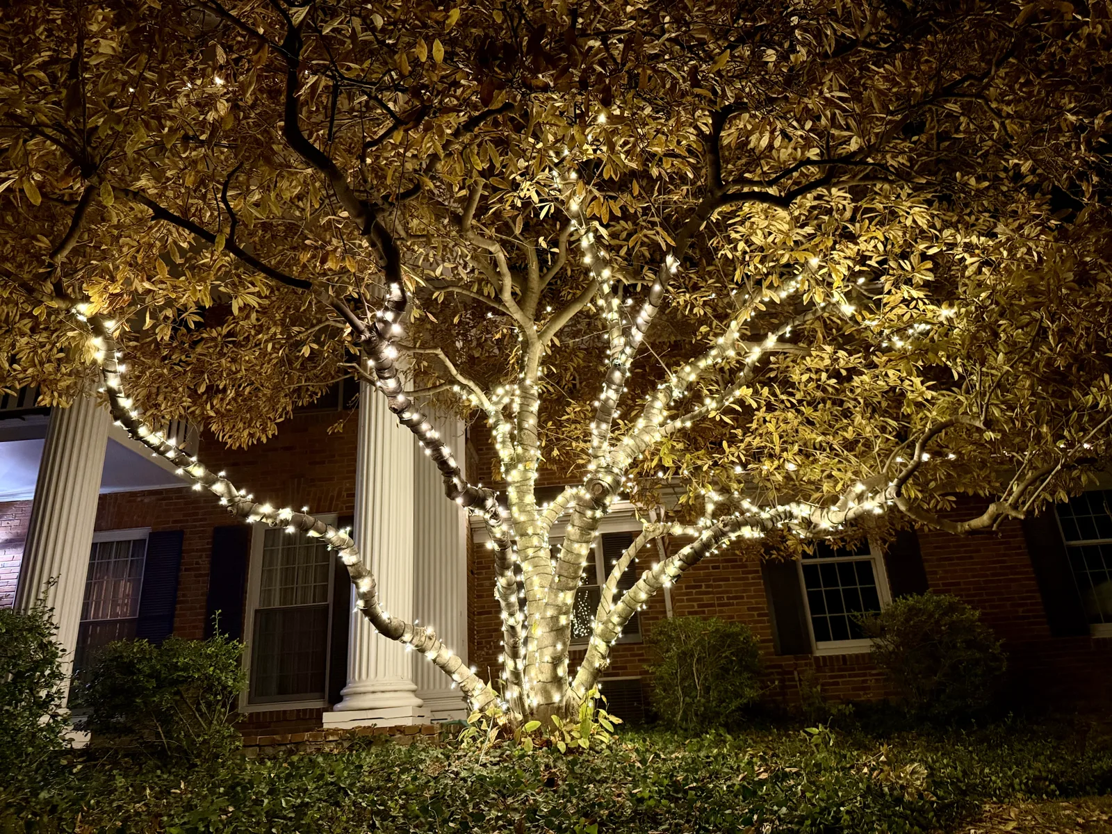 A large front-yard tree wrapped in warm-white mini lights at a St. Louis home